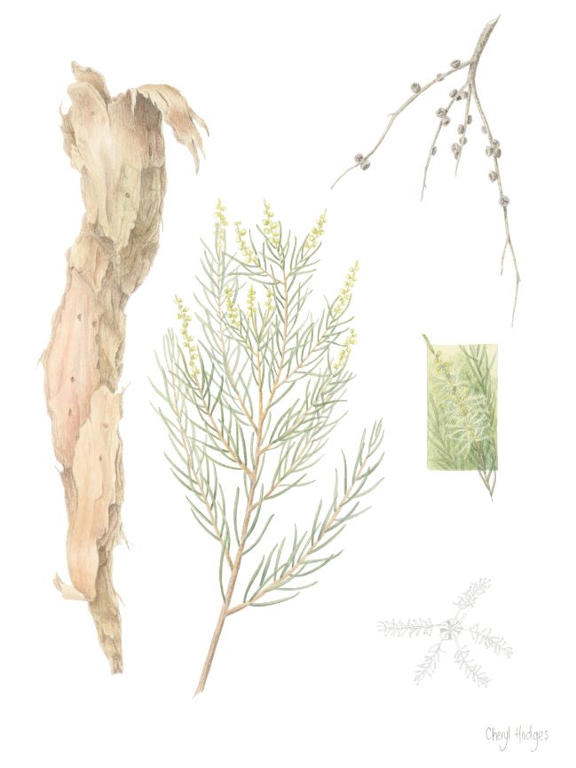 Tea Tree Down Under Enterprises